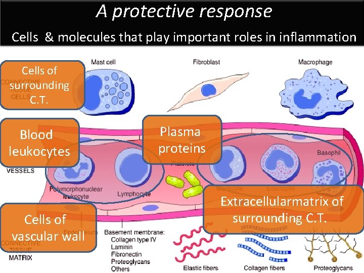  A protective response Cells & molecules that play important roles in inflammation Cells