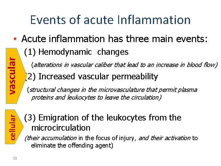 Events of acute Inflammation • Acute inflammation has three main events: cellular vascular (1)