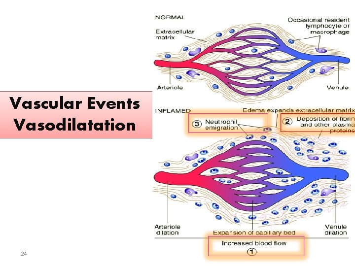 Vascular Events Vasodilatation 24 