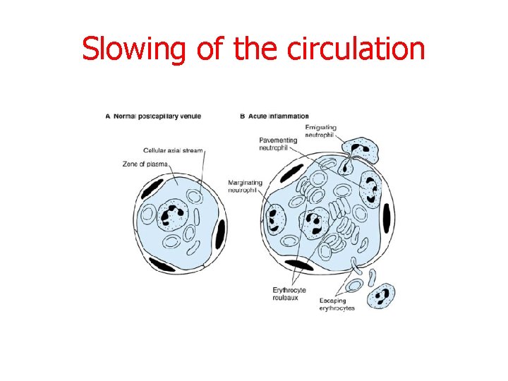 Slowing of the circulation 