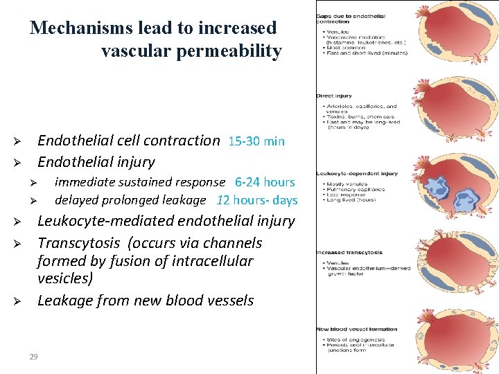 Mechanisms lead to increased vascular permeability Ø Ø Endothelial cell contraction 15 -30 min