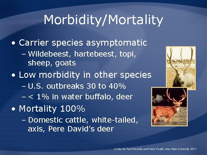 Morbidity/Mortality • Carrier species asymptomatic – Wildebeest, hartebeest, topi, sheep, goats • Low morbidity
