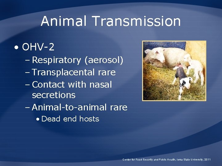Animal Transmission • OHV-2 – Respiratory (aerosol) – Transplacental rare – Contact with nasal
