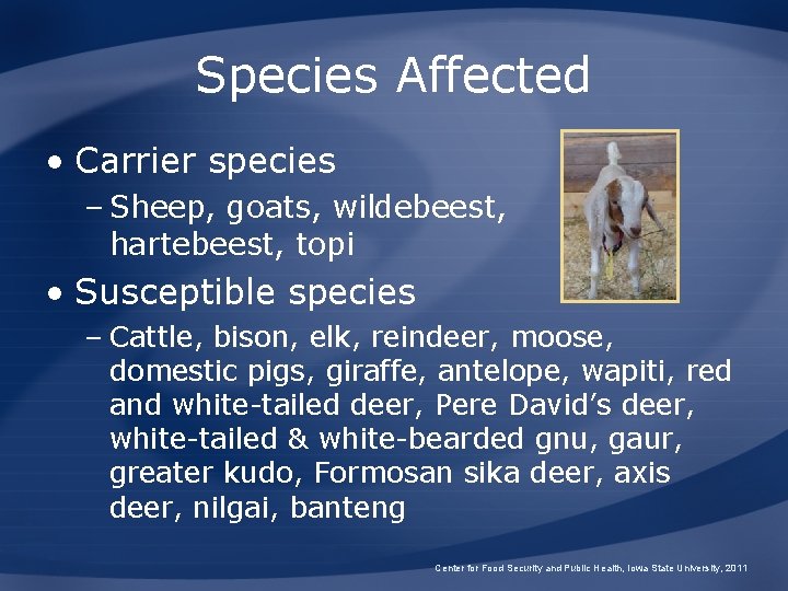 Species Affected • Carrier species – Sheep, goats, wildebeest, hartebeest, topi • Susceptible species