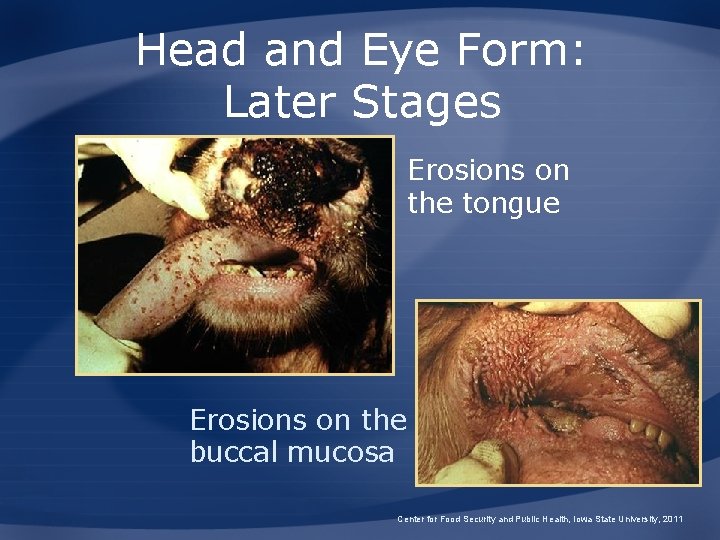 Head and Eye Form: Later Stages Erosions on the tongue Erosions on the buccal