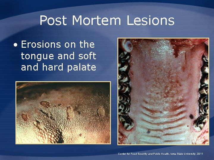 Post Mortem Lesions • Erosions on the tongue and soft and hard palate Center