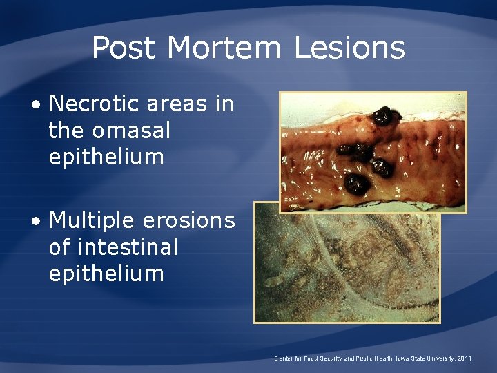 Post Mortem Lesions • Necrotic areas in the omasal epithelium • Multiple erosions of