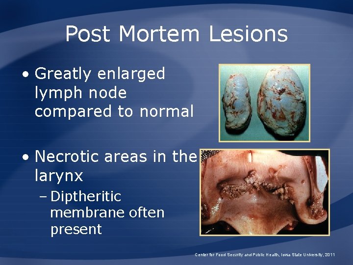 Post Mortem Lesions • Greatly enlarged lymph node compared to normal • Necrotic areas