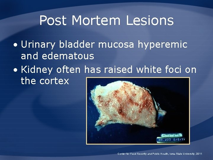 Post Mortem Lesions • Urinary bladder mucosa hyperemic and edematous • Kidney often has