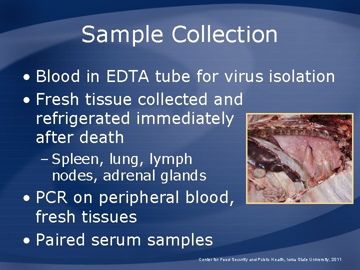 Sample Collection • Blood in EDTA tube for virus isolation • Fresh tissue collected