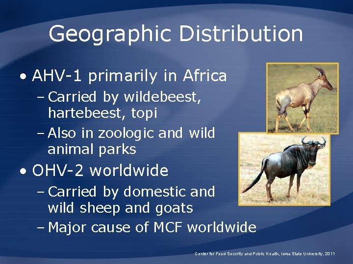 Geographic Distribution • AHV-1 primarily in Africa – Carried by wildebeest, hartebeest, topi –