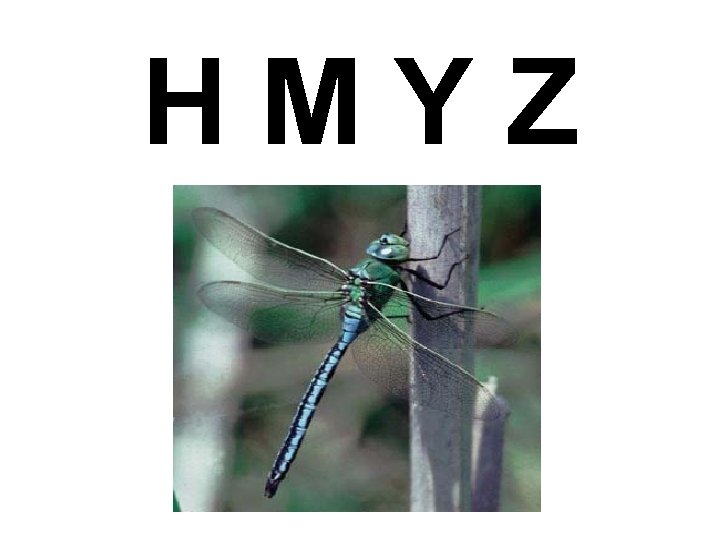 HMYZ 