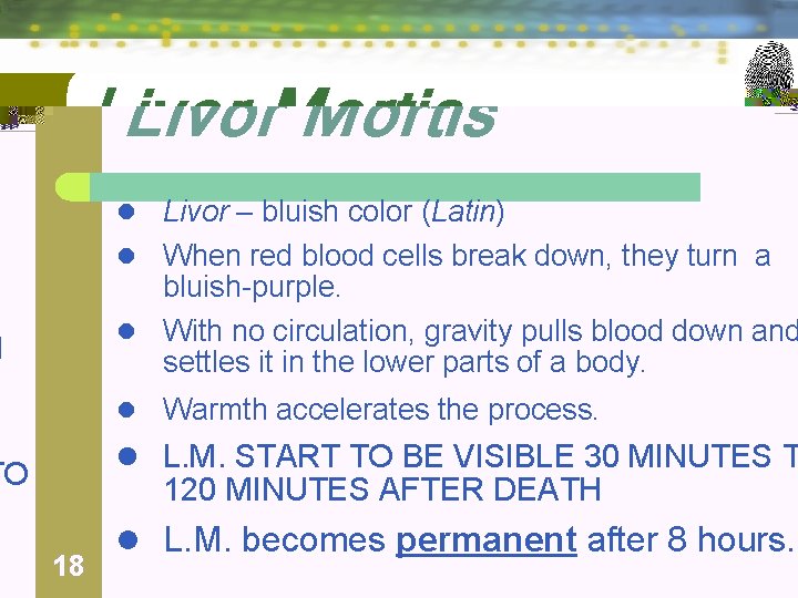 Livor Mortis l Livor – bluish color (Latin) l When red blood cells break