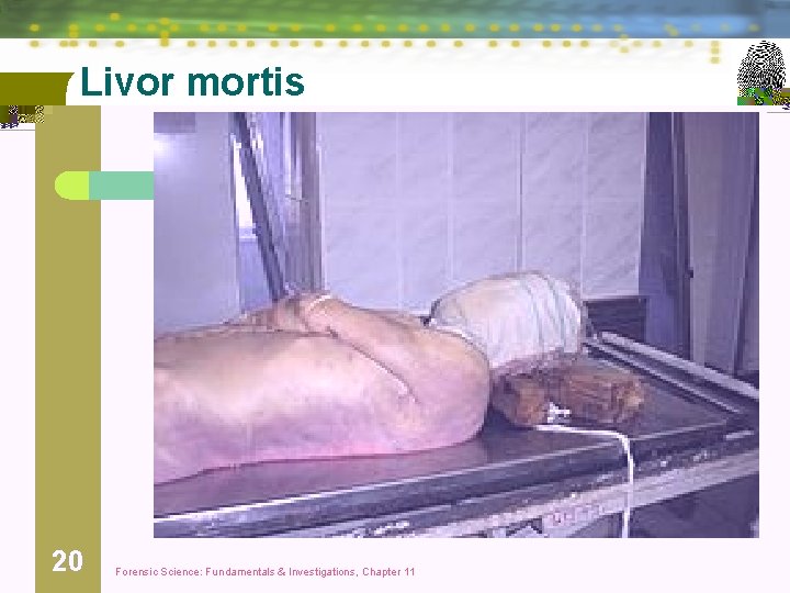 Livor mortis 20 Forensic Science: Fundamentals & Investigations, Chapter 11 