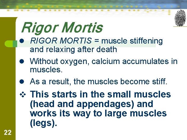 Rigor Mortis l RIGOR MORTIS = muscle stiffening and relaxing after death l Without