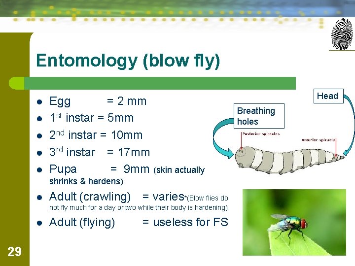 Entomology (blow fly) l l l Egg = 2 mm 1 st instar =