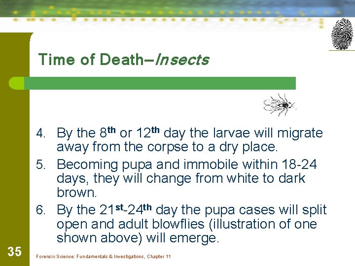 Time of Death—Insects 4. By the 8 th or 12 th day the larvae