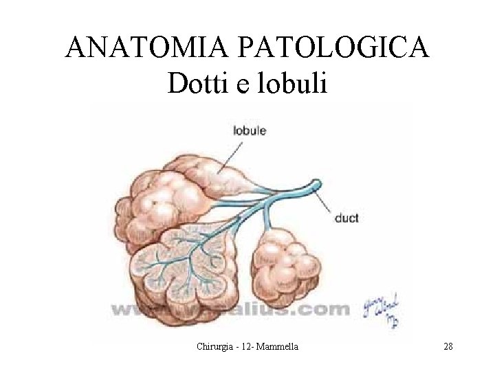 ANATOMIA PATOLOGICA Dotti e lobuli Chirurgia - 12 - Mammella 28 