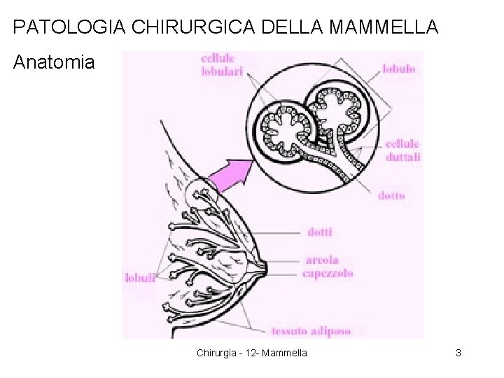 PATOLOGIA CHIRURGICA DELLA MAMMELLA Anatomia Chirurgia - 12 - Mammella 3 