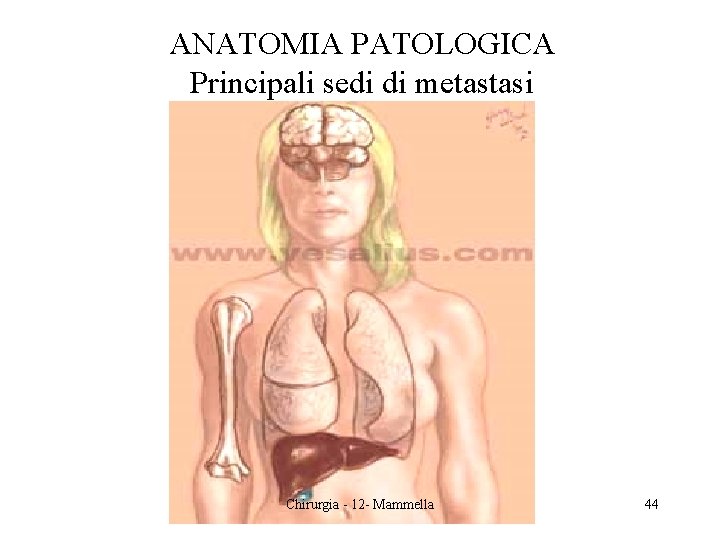 ANATOMIA PATOLOGICA Principali sedi di metastasi Chirurgia - 12 - Mammella 44 