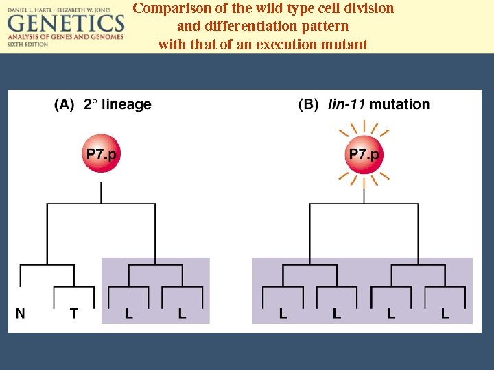 Comparison of the wild type cell division and differentiation pattern with that of an