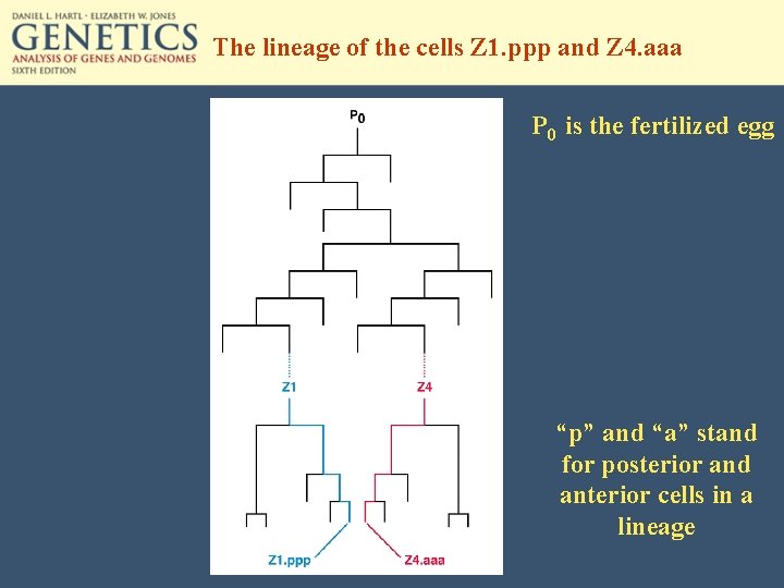 The lineage of the cells Z 1. ppp and Z 4. aaa P 0