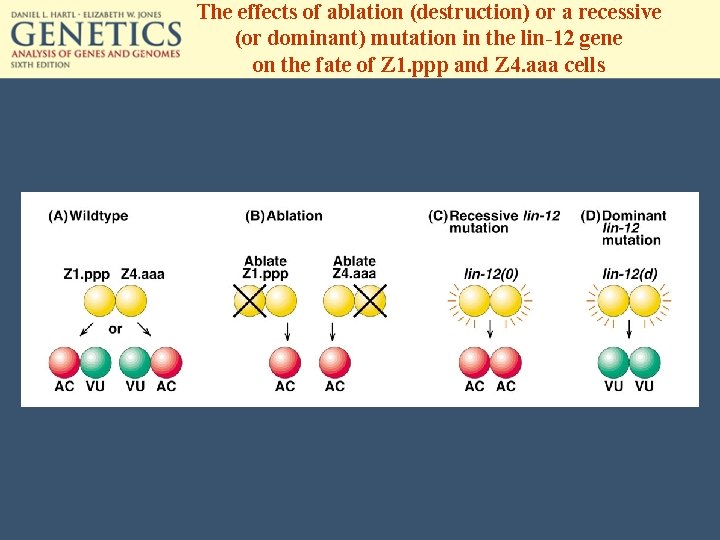 The effects of ablation (destruction) or a recessive (or dominant) mutation in the lin-12