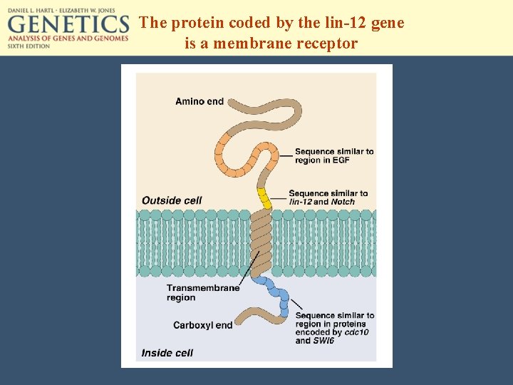The protein coded by the lin-12 gene is a membrane receptor 