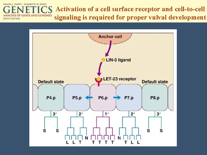 Activation of a cell surface receptor and cell-to-cell signaling is required for proper vulval