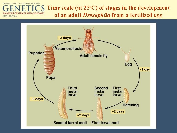 Time scale (at 25 o. C) of stages in the development of an adult