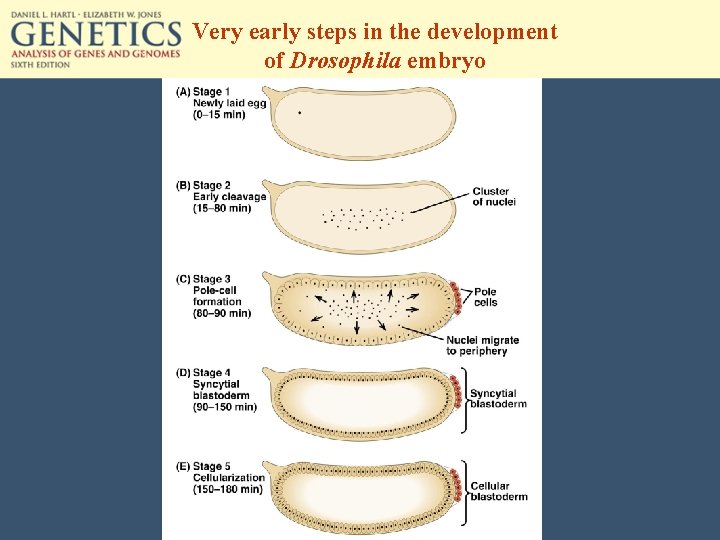 Very early steps in the development of Drosophila embryo 