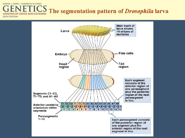 The segmentation pattern of Drosophila larva 