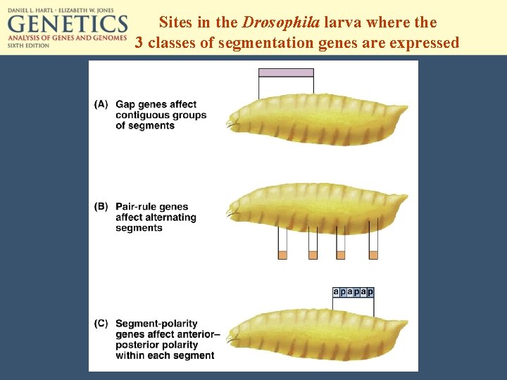 Sites in the Drosophila larva where the 3 classes of segmentation genes are expressed