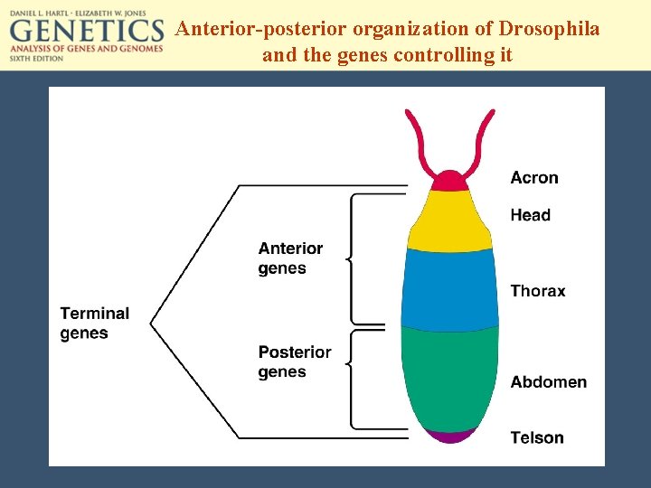 Anterior-posterior organization of Drosophila and the genes controlling it 