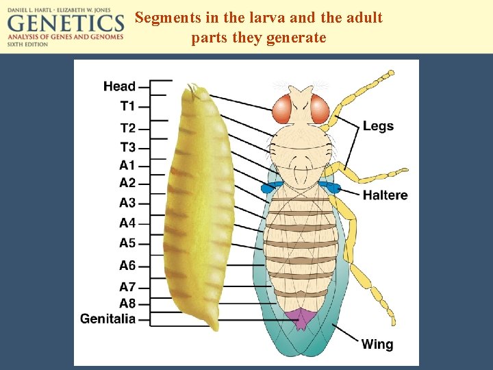 Segments in the larva and the adult parts they generate 