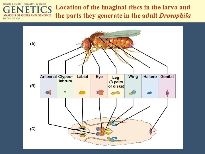 Location of the imaginal discs in the larva and the parts they generate in