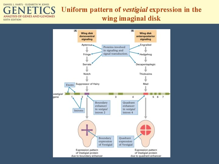 Uniform pattern of vestigial expression in the wing imaginal disk 