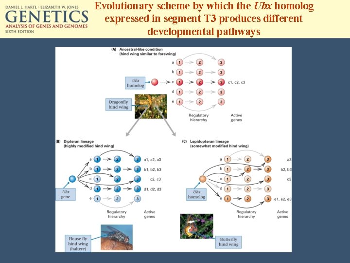 Evolutionary scheme by which the Ubx homolog expressed in segment T 3 produces different