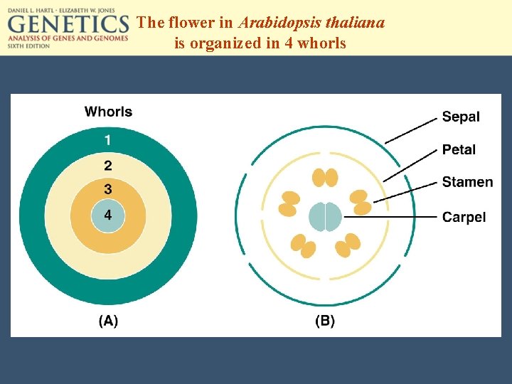 The flower in Arabidopsis thaliana is organized in 4 whorls 