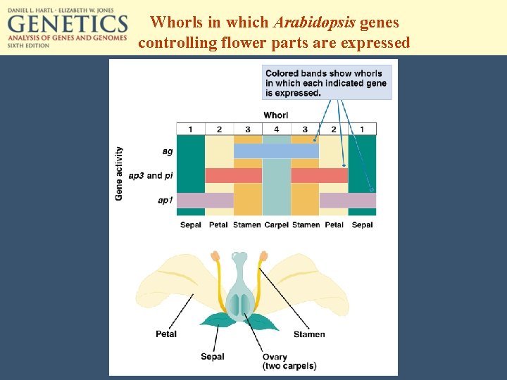 Whorls in which Arabidopsis genes controlling flower parts are expressed 