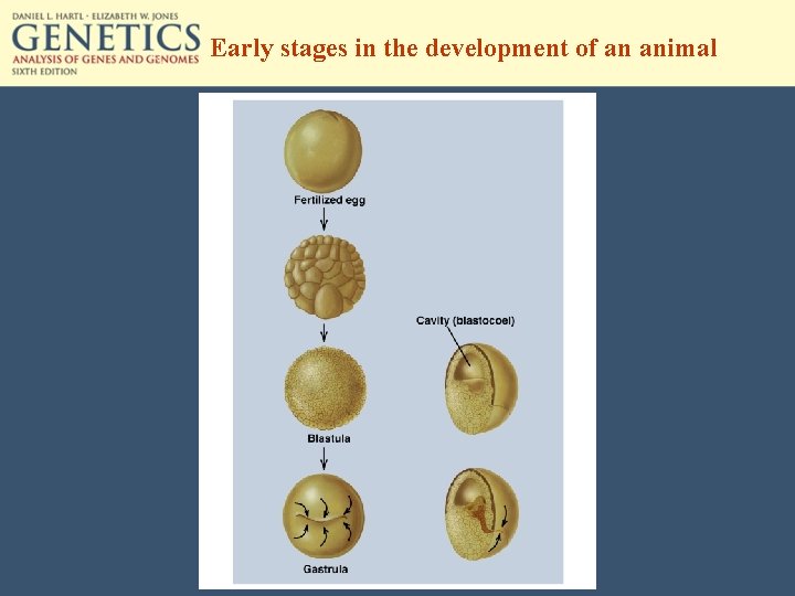 Early stages in the development of an animal 