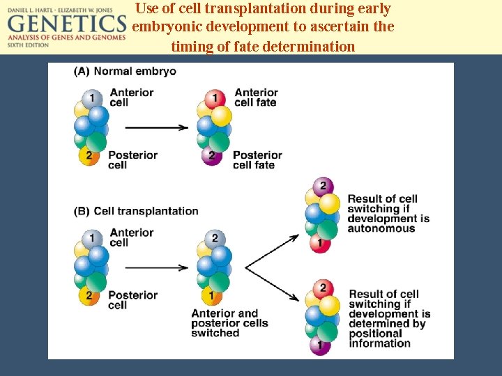 Use of cell transplantation during early embryonic development to ascertain the timing of fate