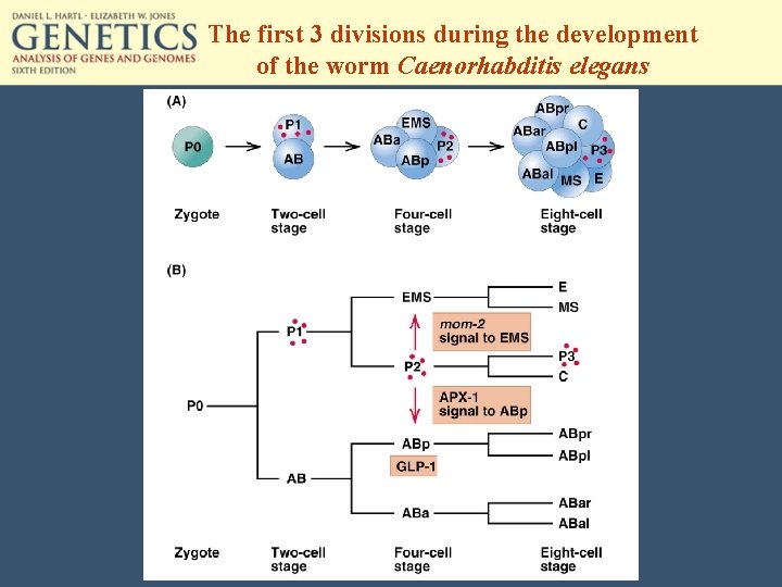 The first 3 divisions during the development of the worm Caenorhabditis elegans 