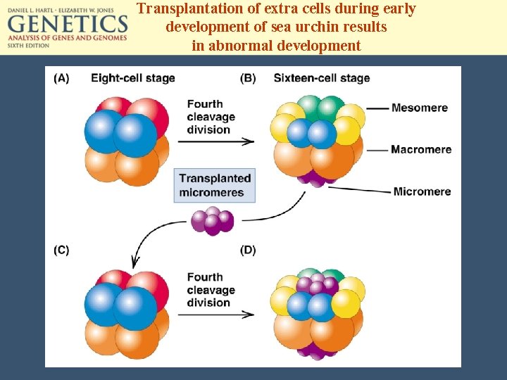 Transplantation of extra cells during early development of sea urchin results in abnormal development