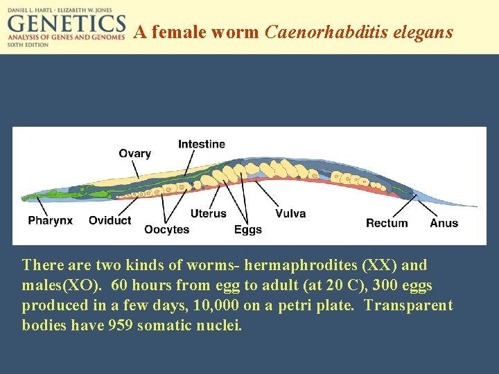 A female worm Caenorhabditis elegans There are two kinds of worms- hermaphrodites (XX) and