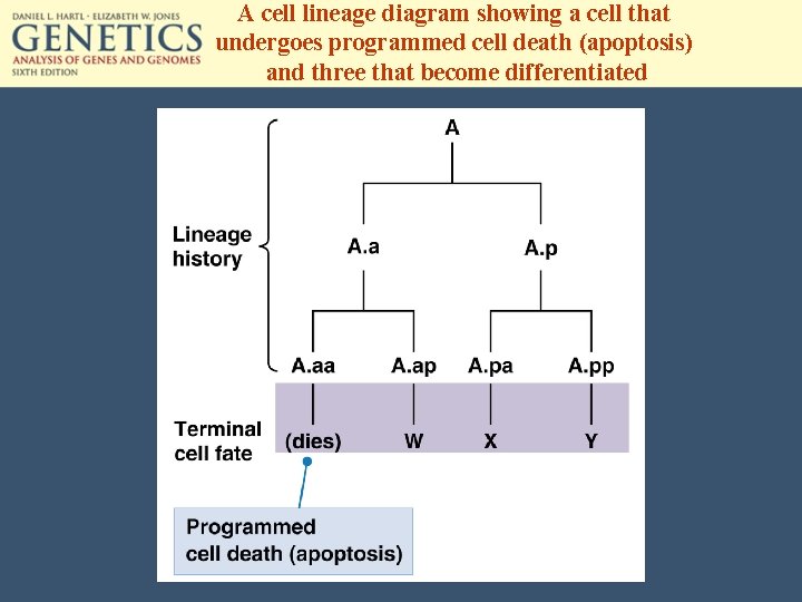 A cell lineage diagram showing a cell that undergoes programmed cell death (apoptosis) and