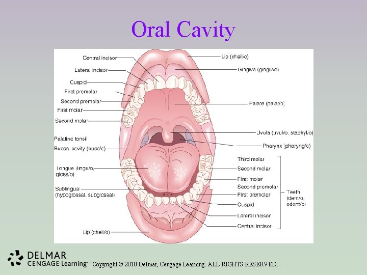 Oral Cavity Copyright © 2010 Delmar, Cengage Learning. ALL RIGHTS RESERVED. 