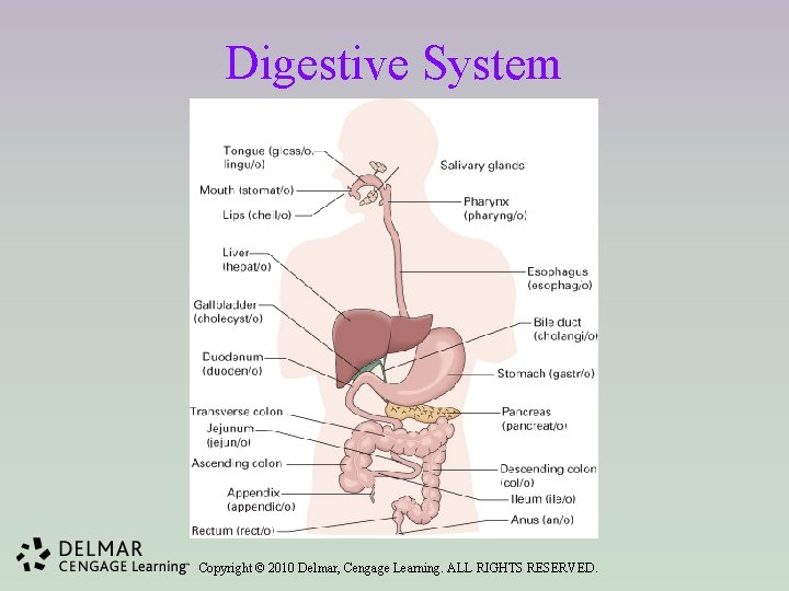 Digestive System Copyright © 2010 Delmar, Cengage Learning. ALL RIGHTS RESERVED. 