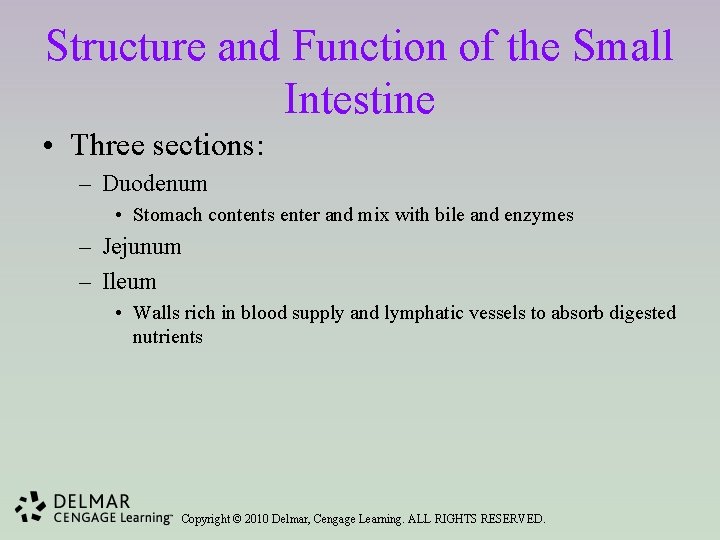 Structure and Function of the Small Intestine • Three sections: – Duodenum • Stomach