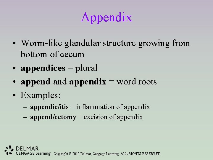 Appendix • Worm-like glandular structure growing from bottom of cecum • appendices = plural